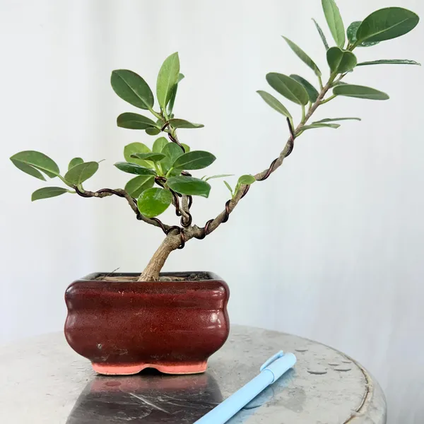 Green_Paradise_Ficus_Long_Island_Bonsai_Starter_Tree_Default_Title
