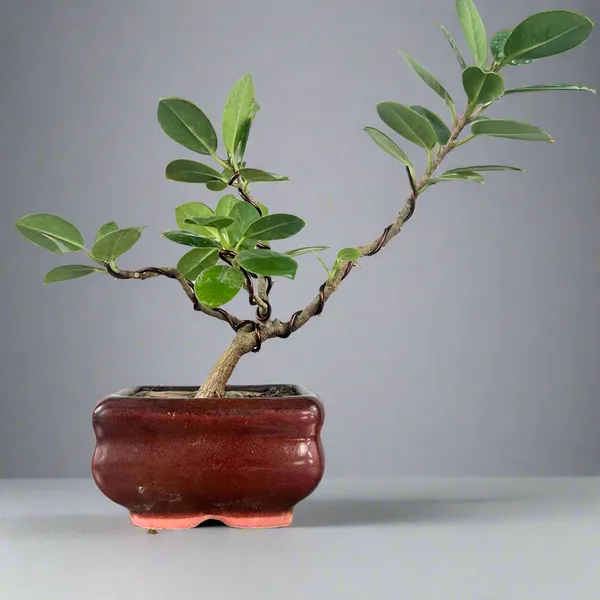 Green_Paradise_Ficus_Long_Island_Bonsai_Starter_Tree_Default_Title
