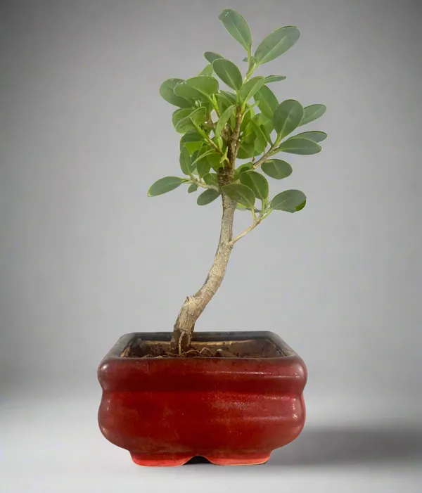 Green_Paradise_Ficus_Long_Island_Bonsai_Starter_Tree_Default_Title