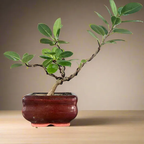 Green_Paradise_Ficus_Long_Island_Bonsai_Starter_Tree_Default_Title