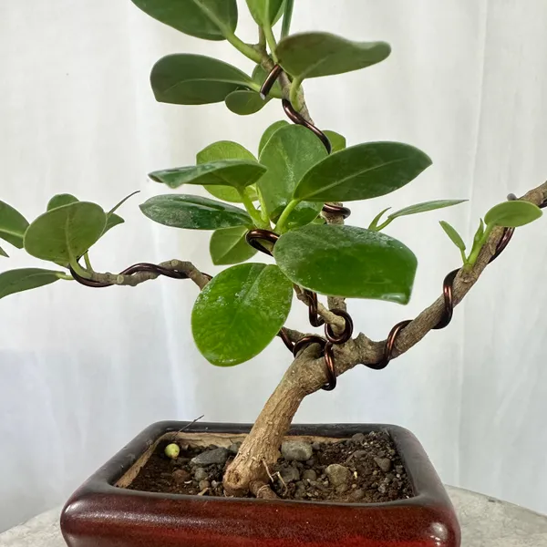 Green_Paradise_Ficus_Long_Island_Bonsai_Starter_Tree_Default_Title