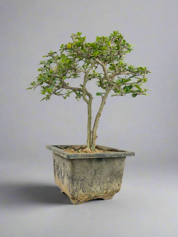Green_Paradise_Mini_Carmona_Twin_Trunk_Groom_Style_Bonsai_Get_The_Same_Tree_Shown_In_Image_Default_Title