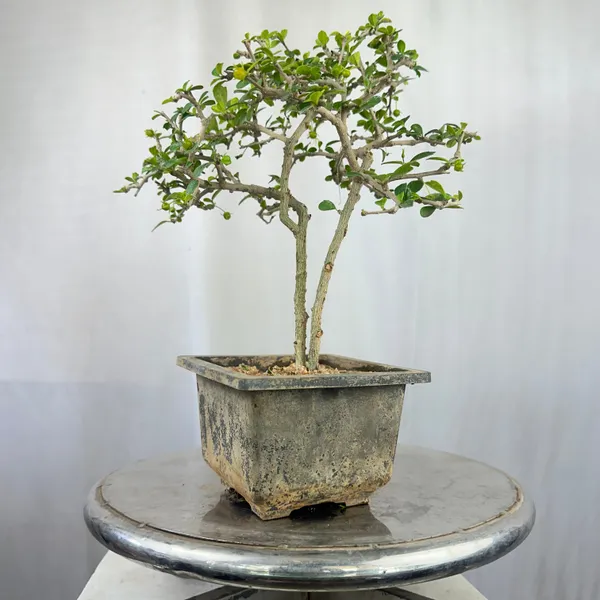 Green_Paradise_Mini_Carmona_Twin_Trunk_Groom_Style_Bonsai_Get_The_Same_Tree_Shown_In_Image_Default_Title