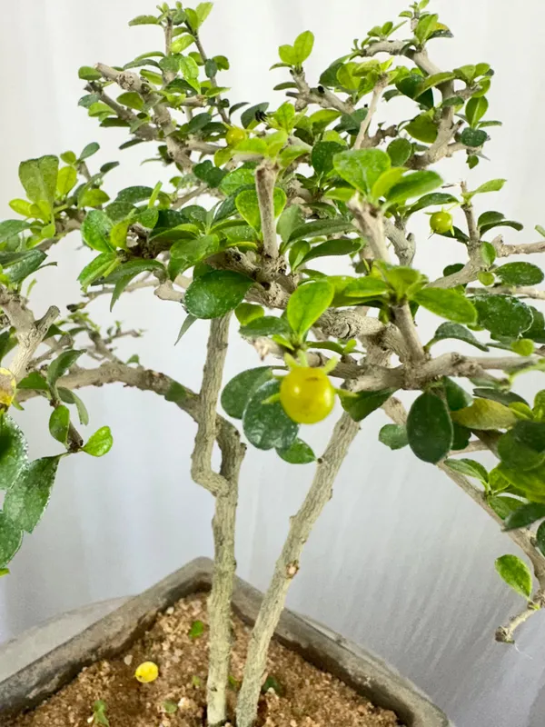 Green_Paradise_Mini_Carmona_Twin_Trunk_Groom_Style_Bonsai_Get_The_Same_Tree_Shown_In_Image_Default_Title