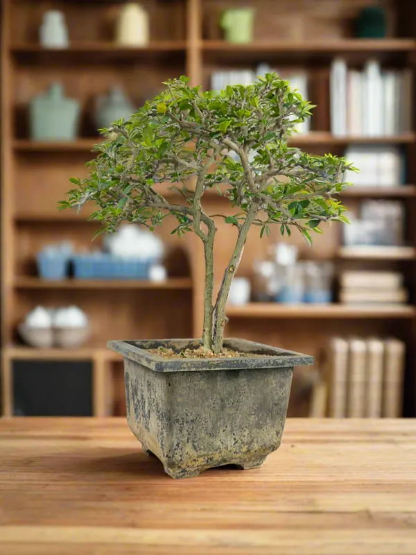 Green_Paradise_Mini_Carmona_Twin_Trunk_Groom_Style_Bonsai_Get_The_Same_Tree_Shown_In_Image_Default_Title