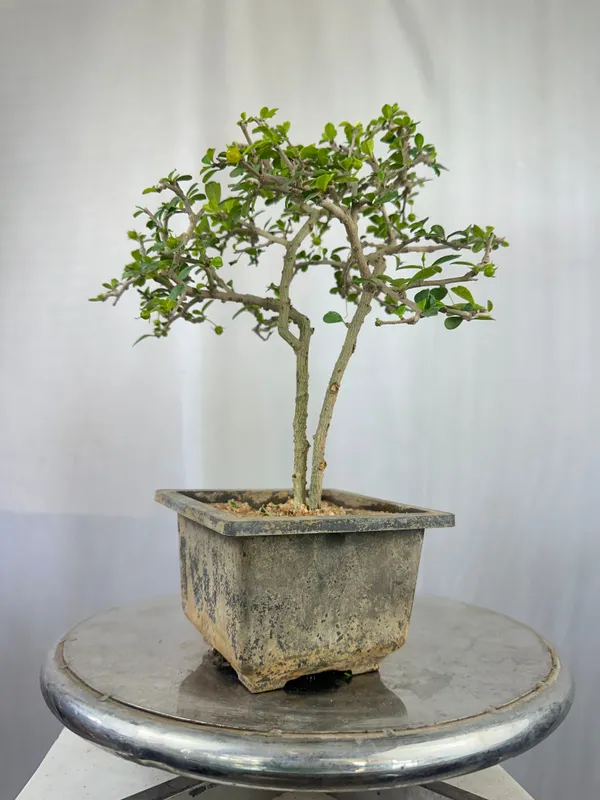 Green_Paradise_Mini_Carmona_Twin_Trunk_Groom_Style_Bonsai_Get_The_Same_Tree_Shown_In_Image_Default_Title