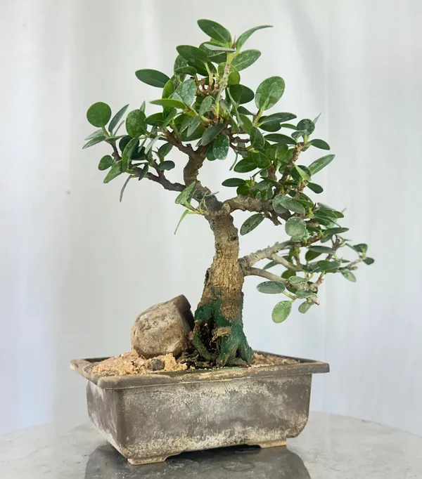 Green_Paradise_Ficus_Compacta_Bonsai_Tree_008_Get_The_Same_Tree_Shown_In_The_Image_Default_Title