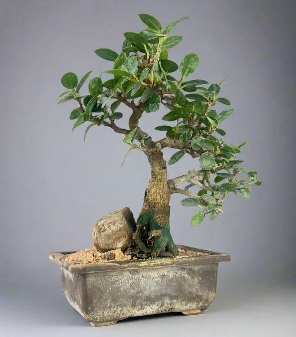 Green_Paradise_Ficus_Compacta_Bonsai_Tree_008_Get_The_Same_Tree_Shown_In_The_Image_Default_Title