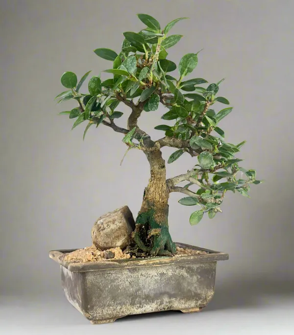 Green_Paradise_Ficus_Compacta_Bonsai_Tree_008_Get_The_Same_Tree_Shown_In_The_Image_Default_Title
