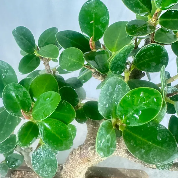 Green_Paradise_Ficus_Compacta_Bonsai_Tree_008_Get_The_Same_Tree_Shown_In_The_Image_Default_Title