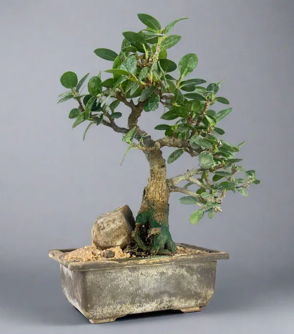 Green_Paradise_Ficus_Compacta_Bonsai_Tree_008_Get_The_Same_Tree_Shown_In_The_Image_Default_Title