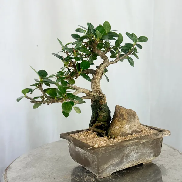 Green_Paradise_Ficus_Compacta_Bonsai_Tree_008_Get_The_Same_Tree_Shown_In_The_Image_Default_Title