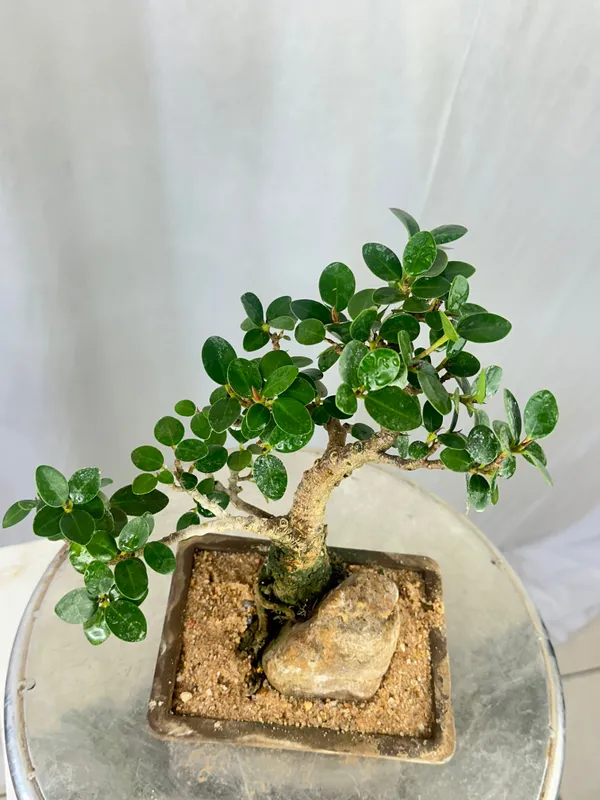 Green_Paradise_Ficus_Compacta_Bonsai_Tree_008_Get_The_Same_Tree_Shown_In_The_Image_Default_Title