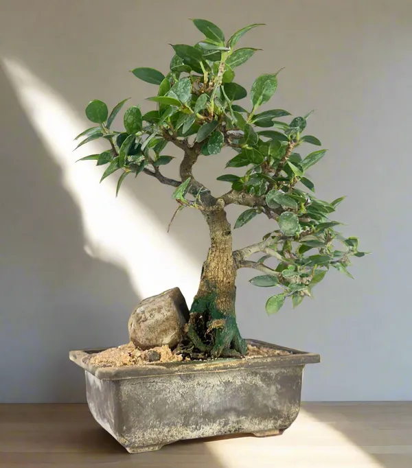 Green_Paradise_Ficus_Compacta_Bonsai_Tree_008_Get_The_Same_Tree_Shown_In_The_Image_Default_Title