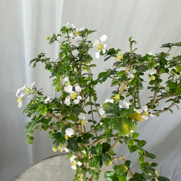 Green_Paradise_Malpighia_Coccigera_Bonsai_Default_Title