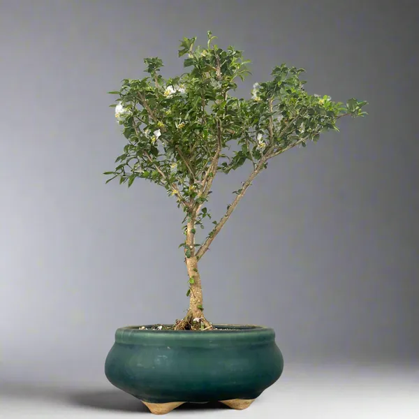 Green_Paradise_Malpighia_Coccigera_Bonsai_Default_Title
