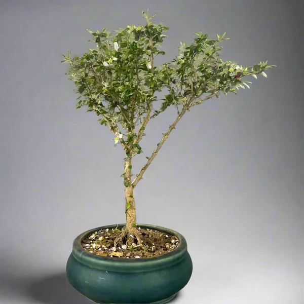 Green_Paradise_Malpighia_Coccigera_Bonsai_Default_Title