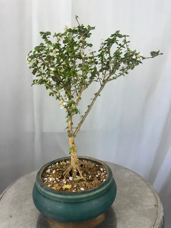 Green_Paradise_Malpighia_Coccigera_Bonsai_Default_Title