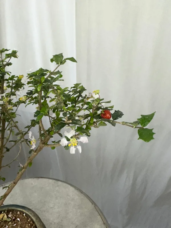 Green_Paradise_Malpighia_Coccigera_Bonsai_Default_Title