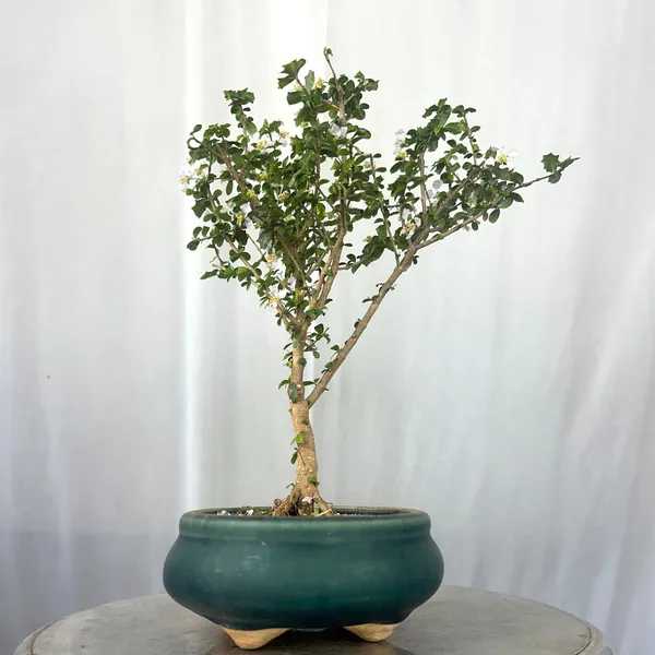Green_Paradise_Malpighia_Coccigera_Bonsai_Default_Title