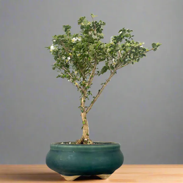 Green_Paradise_Malpighia_Coccigera_Bonsai_Default_Title