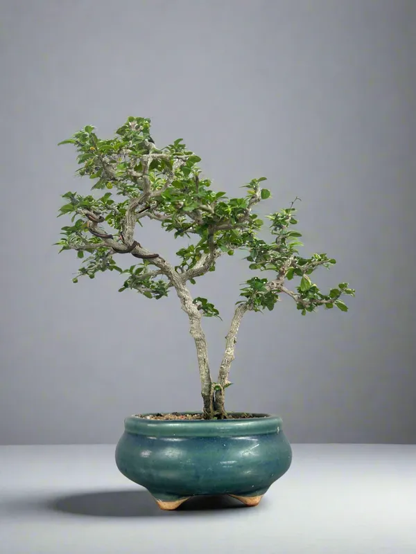 Mini_Carmona_Bonsai_Tree_002_Get_The_Same_Tree_Shown_In_The_Image_Default_Title