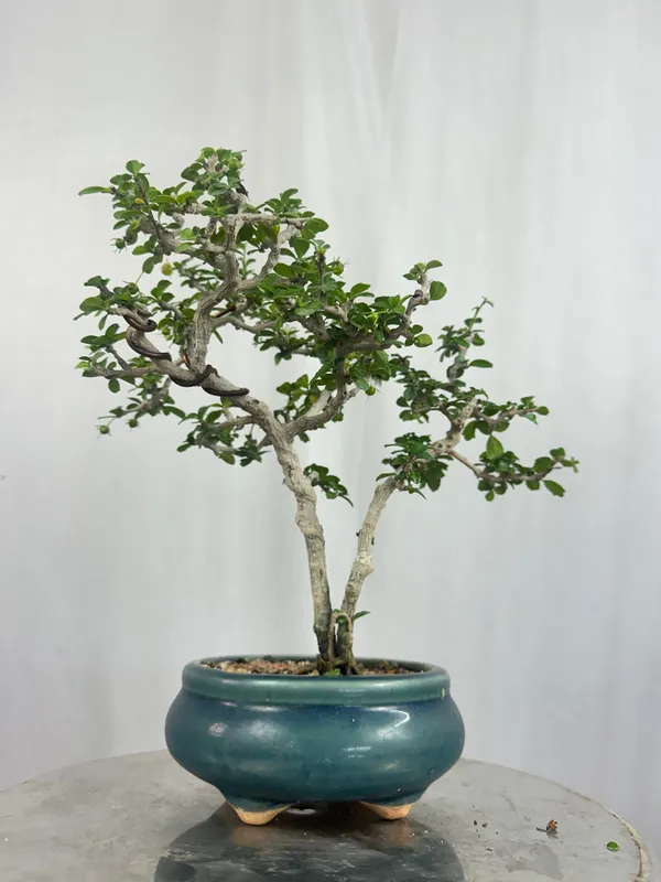 Mini_Carmona_Bonsai_Tree_002_Get_The_Same_Tree_Shown_In_The_Image_Default_Title