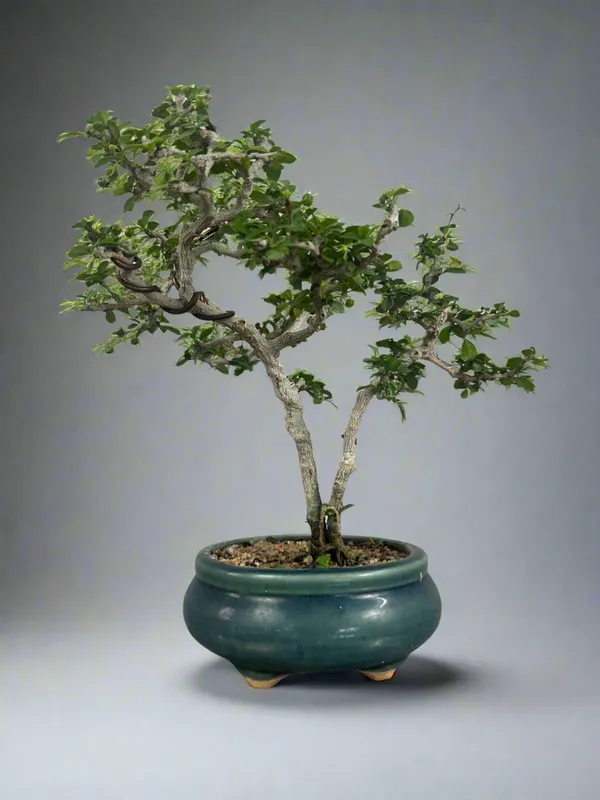 Mini_Carmona_Bonsai_Tree_002_Get_The_Same_Tree_Shown_In_The_Image_Default_Title