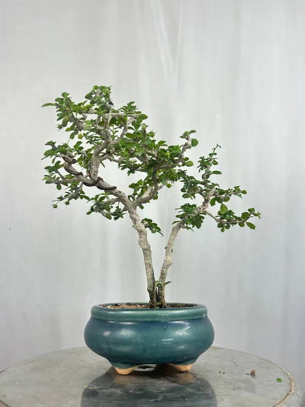 Mini_Carmona_Bonsai_Tree_002_Get_The_Same_Tree_Shown_In_The_Image_Default_Title