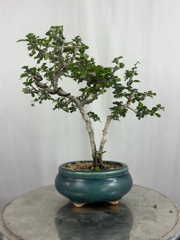 Mini_Carmona_Bonsai_Tree_002_Get_The_Same_Tree_Shown_In_The_Image_Default_Title