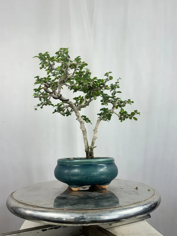Mini_Carmona_Bonsai_Tree_002_Get_The_Same_Tree_Shown_In_The_Image_Default_Title