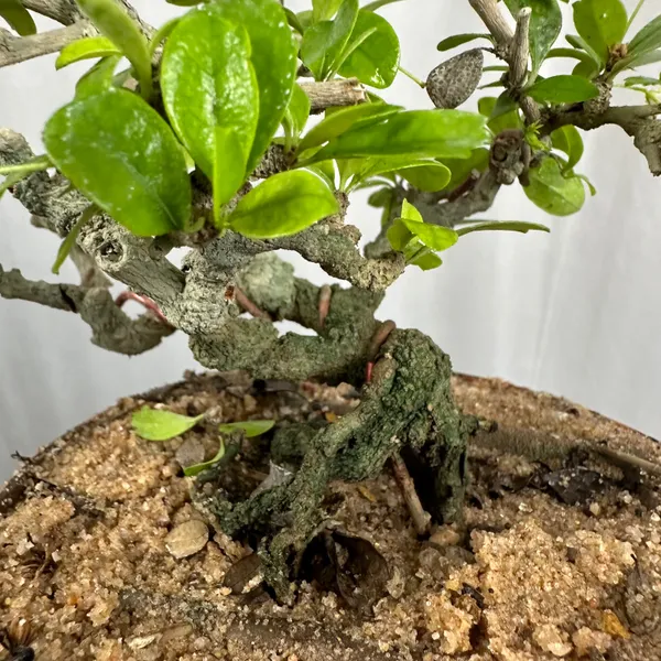 Carmona_Mame_Bonsai_In_Training_Pot_Get_The_Same_Tree_Shown_In_Image_Default_Title