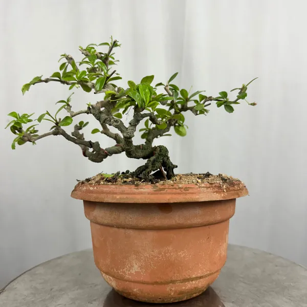 Carmona_Mame_Bonsai_In_Training_Pot_Get_The_Same_Tree_Shown_In_Image_Default_Title