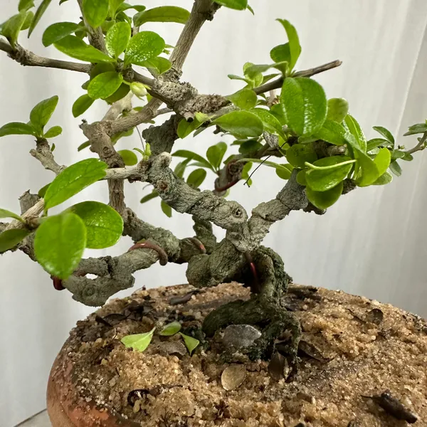 Carmona_Mame_Bonsai_In_Training_Pot_Get_The_Same_Tree_Shown_In_Image_Default_Title