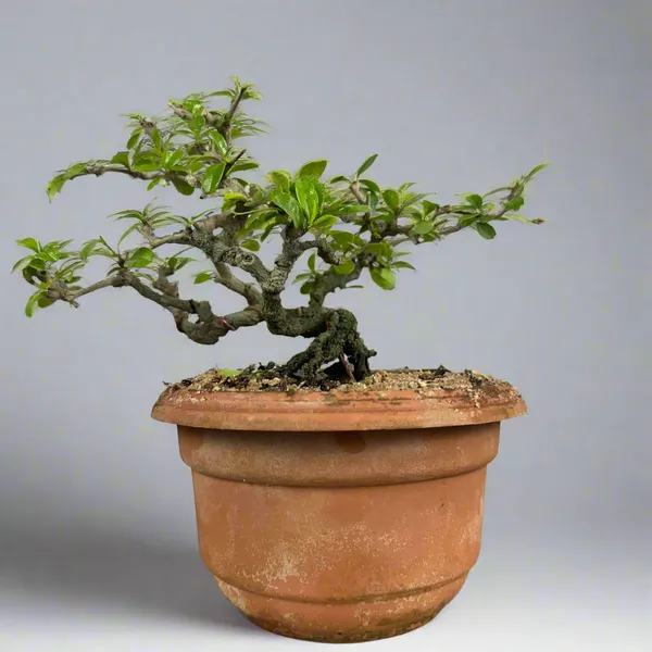 Carmona_Mame_Bonsai_In_Training_Pot_Get_The_Same_Tree_Shown_In_Image_Default_Title
