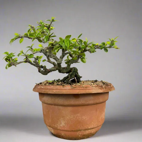 Carmona_Mame_Bonsai_In_Training_Pot_Get_The_Same_Tree_Shown_In_Image_Default_Title