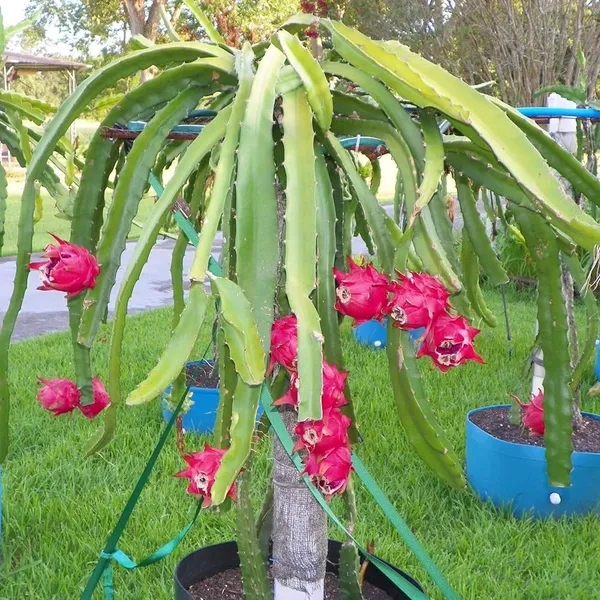 Red_Dragon_Fruit_Seeds_Pack_Red_40_Seeds_Per_Pack_Default_Title