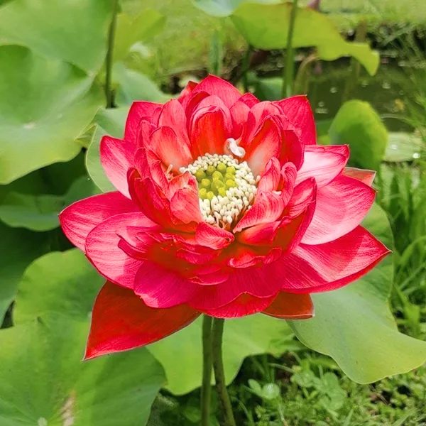 Green_Paradise_Pink_Lotus_Tuber_For_Pond_Water_Gardens_Healthy_Ready_To_Grow_Aquatic_Flower_Plant_Bulb_Default_Title