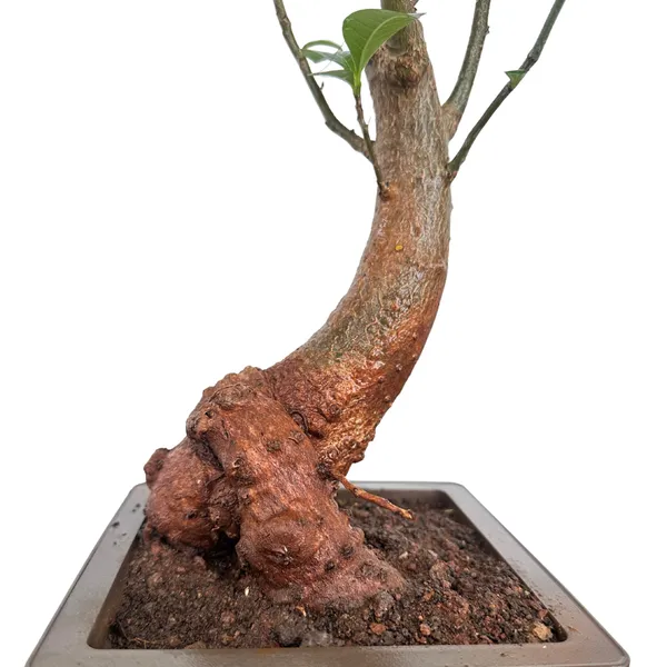 Green_Paradise_Baobab_Bonsai_Live_Plant_Unique_Curved_Trunk_Thick_Stem_Indoor_Outdoor_Plant_In_Pot_Default_Title