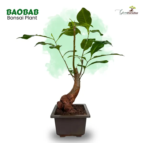 Green_Paradise_Baobab_Bonsai_Live_Plant_Unique_Curved_Trunk_Thick_Stem_Indoor_Outdoor_Plant_In_Pot_Default_Title