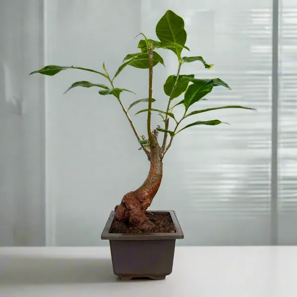 Green_Paradise_Baobab_Bonsai_Live_Plant_Unique_Curved_Trunk_Thick_Stem_Indoor_Outdoor_Plant_In_Pot_Default_Title