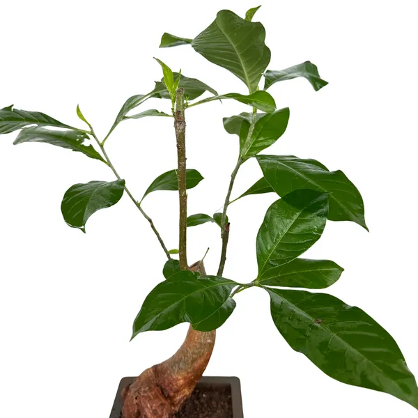 Green_Paradise_Baobab_Bonsai_Live_Plant_Unique_Curved_Trunk_Thick_Stem_Indoor_Outdoor_Plant_In_Pot_Default_Title