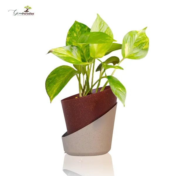 Green_Paradise_Eco_Friendly_Self_Watering_Pot_Modern_Aesthetic_Sustainable_Build_Random_Colors_Red_Set_Of_1
