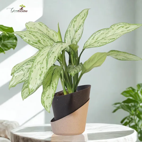 Green_Paradise_Eco_Friendly_Self_Watering_Pot_Modern_Aesthetic_Sustainable_Build_Random_Colors_Red_Set_Of_3