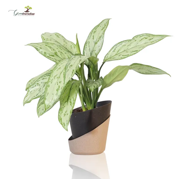 Green_Paradise_Eco_Friendly_Self_Watering_Pot_Modern_Aesthetic_Sustainable_Build_Random_Colors_Red_Set_Of_3