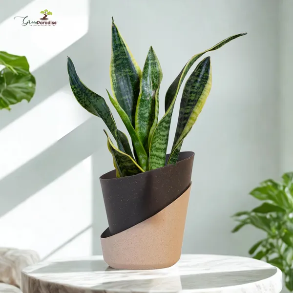 Green_Paradise_Eco_Friendly_Self_Watering_Pot_Modern_Aesthetic_Sustainable_Build_Random_Colors_Red_Set_Of_3