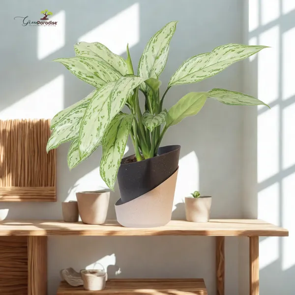 Green_Paradise_Eco_Friendly_Self_Watering_Pot_Modern_Aesthetic_Sustainable_Build_Random_Colors_Red_Set_Of_4