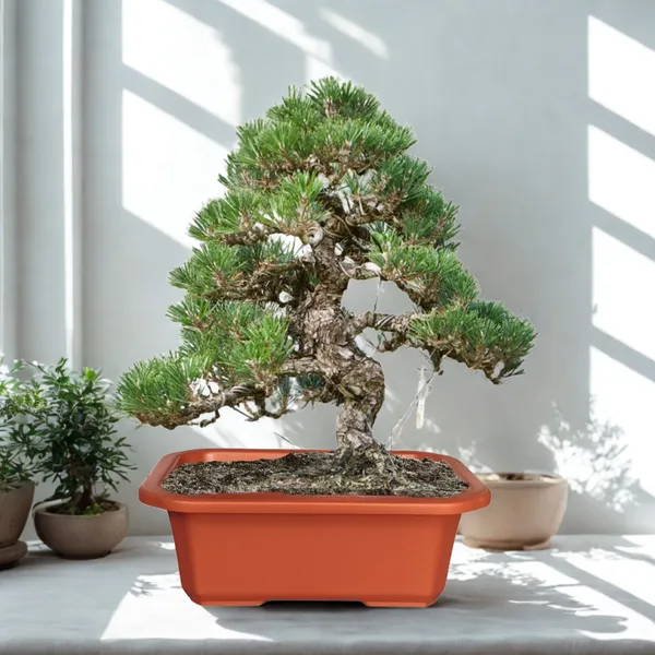 Green_Paradise_Premium_Rectangular_Bonsai_Pot_Durable_Plastic_28cm_Pot_Single