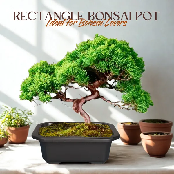 Green_Paradise_Premium_Black_Rectangular_Bonsai_Pot_Durable_Plastic_21cm_Pot_Single