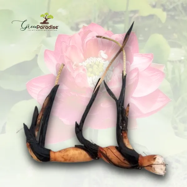 Green_Paradise_Pink_Lotus_Tuber_For_Pond_Water_Gardens_Healthy_Ready_To_Grow_Aquatic_Flower_Plant_Bulb_Pack_Of_3_Default_Title